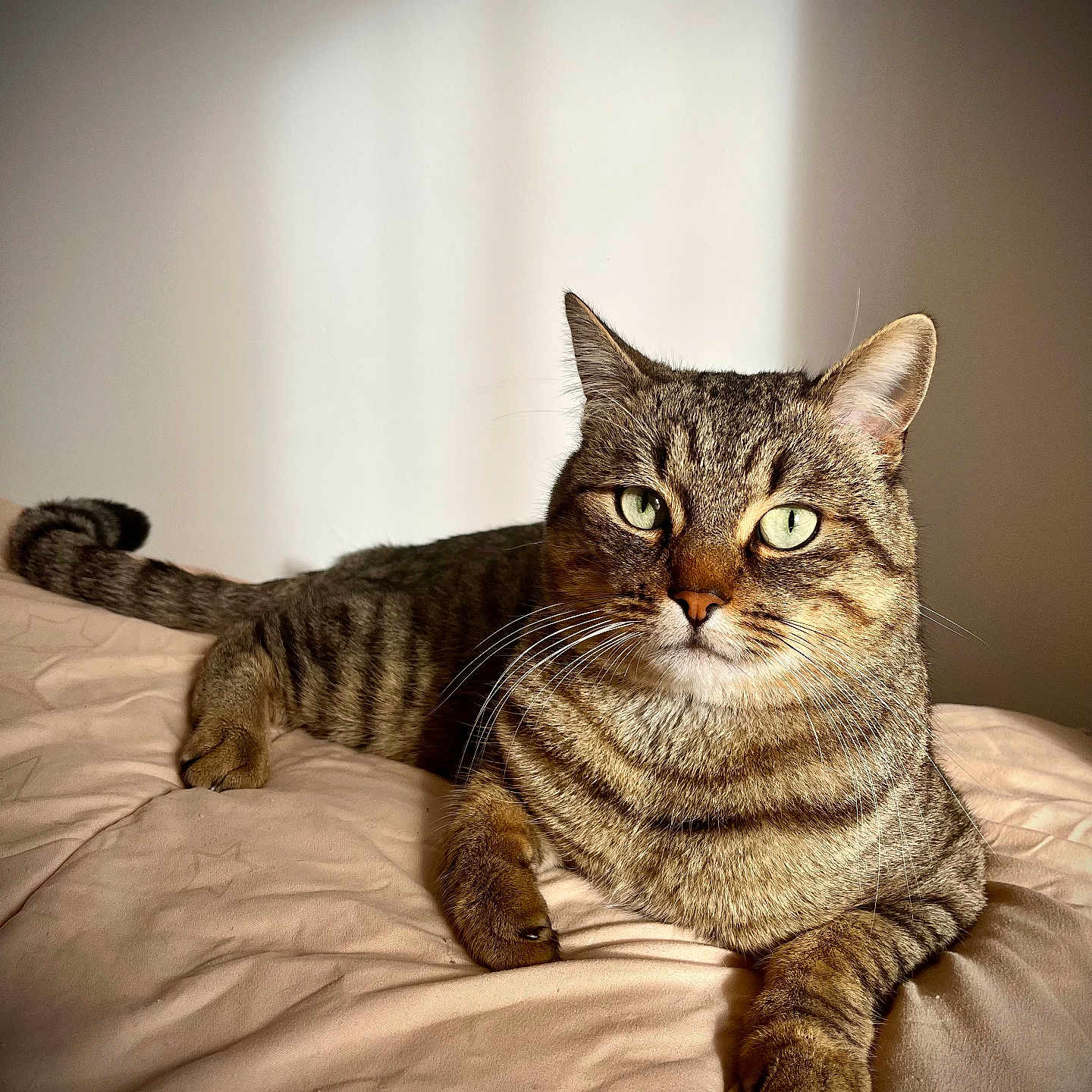 Moki participe au concours pour gagner de l'argent avec cette photo : animal, bed, blanket, calm, cat, close_up, cozy, cute, domestic, feline, fur, green_eyes, indoor, pet, portrait, relaxing, resting, soft_light, tabby, whiskers