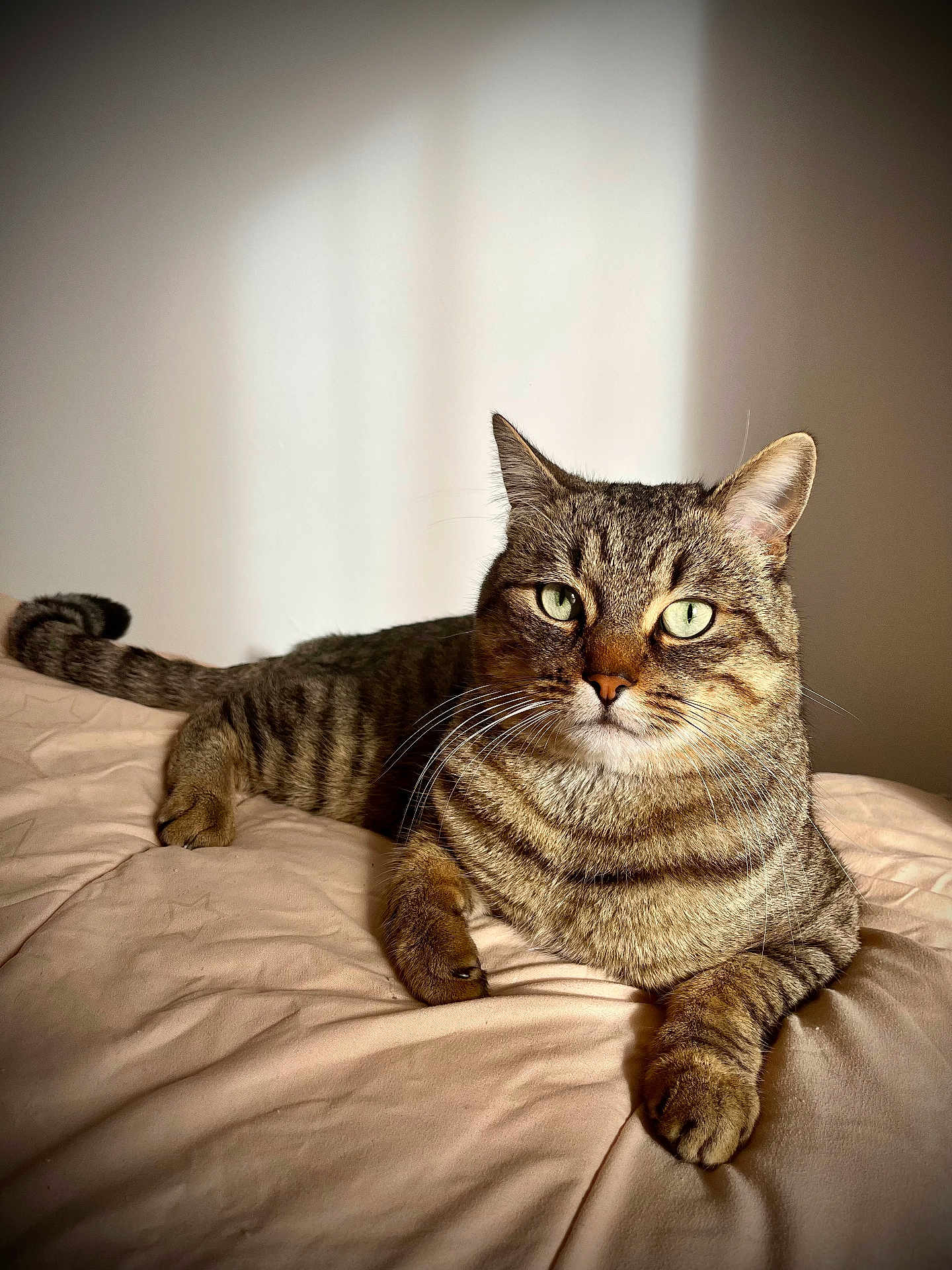 Moki participe au concours pour gagner de l'argent avec cette photo : cat, tabby, pet, animal, feline, green_eyes, whiskers, fur, relaxing, bed, blanket, indoor, cozy, soft_light, resting, close_up, portrait, cute, calm, domestic