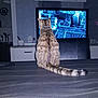 Diego a rejoint le concours — aidez-le/la à gagner de superbes lots ! floor, flooring, fur, snapshot, space, water