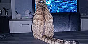 Diego a rejoint le concours — aidez-le/la à gagner de superbes lots ! floor, flooring, fur, snapshot, space, water