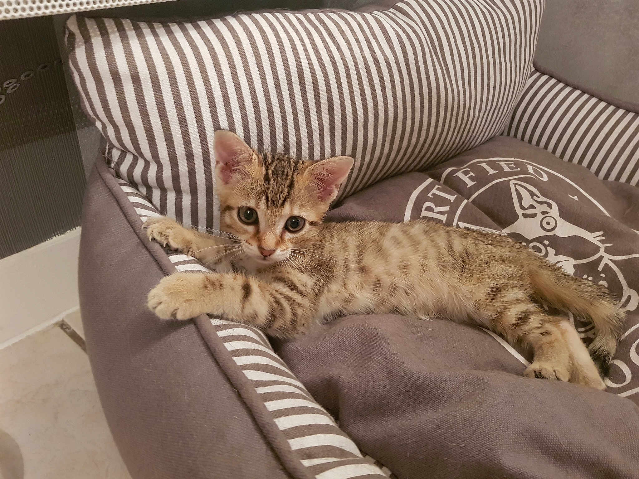 Diego
