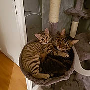 Diego a rejoint le concours — aidez-le/la à gagner de superbes lots ! bengal, carnivoran, cat, cat_like_mammal, domestic_short_haired_cat, dragon_li, european_shorthair, fur, kitten, mammal, small_to_medium_sized_cats, tabby_cat, whiskers