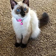 Faith is registered to the contest to win money with this photo: cat, kitten, siamese, blue_eyes, pink_collar, indoor, carpet, pet, animal, feline, fluffy, cute, young, sitting, curious, domestic, whiskers, tail, ears, soft