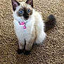 cat, kitten, siamese, blue_eyes, pink_collar, indoor, carpet, pet, animal, feline, fluffy, cute, young, sitting, curious, domestic, whiskers, tail, ears, soft