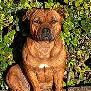 Nala a rejoint le concours — aidez-le/la à gagner de superbes lots ! dog, brown_dog, pet, animal, outdoor, leafy_background, wooden_beam, sunlight, nature, greenery, plant, grass, sitting, canine, mammal, garden, fur, paw, portrait, daylight