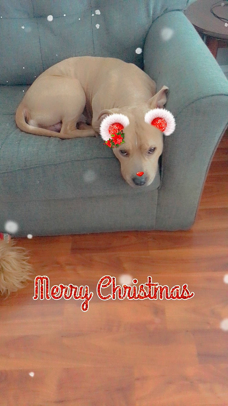 Thomas is registered to the contest to win money with this photo: comfort, companion_dog, dog, dog_breed, dog_supply, fawn, floor, flooring, font, foot, fur, hardwood, pattern, paw, photo_caption, tail, wood, wood_flooring, wood_stain, working_animal