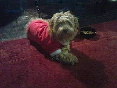 Thomas joined the competition — help win amazing prizes! asphalt, canidae, carnivore, companion_dog, dog, dog_breed, dog_clothes, flooring, fur, hardwood, liver, non_sporting_group, road_surface, small_terrier, snout, sporting_group, tail, terrier, toy_dog, yorkipoo