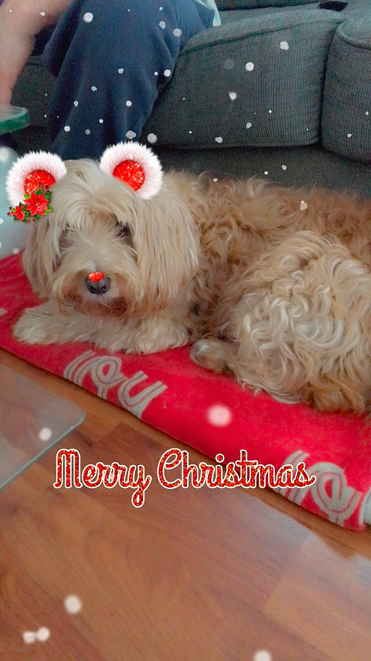 Thomas joined the competition — help win amazing prizes! canidae, carnivore, collar, companion_dog, dog, dog_breed, dog_clothes, dog_collar, dog_supply, fashion_accessory, fawn, fur, liver, pet_supply, small_terrier, snout, sporting_group, terrier, toy_dog, working_animal