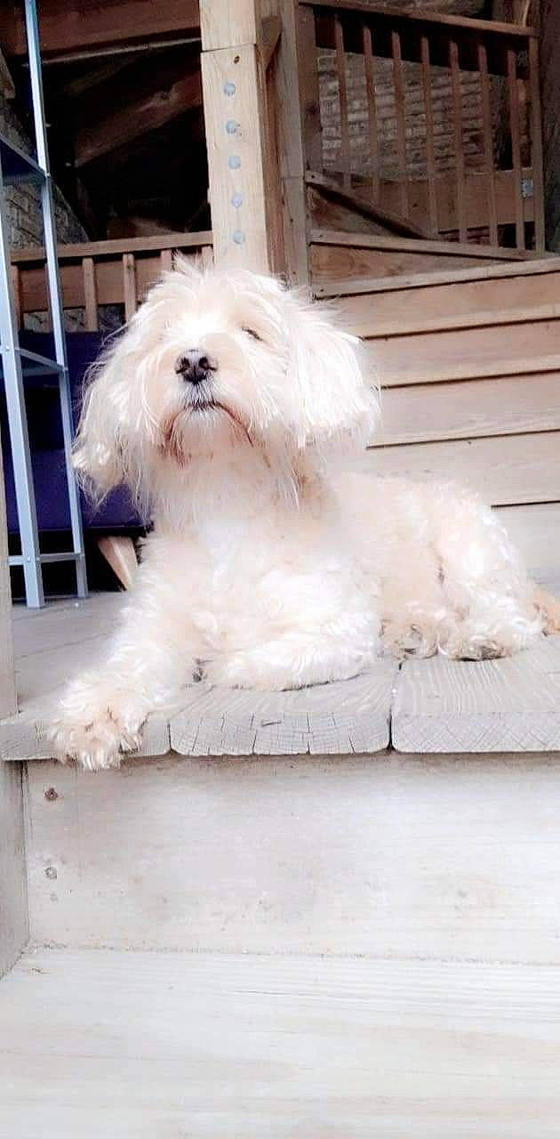 Thomas joined the competition — help win amazing prizes! canidae, carnivore, companion_dog, dog, dog_breed, fur, maltepoo, non_sporting_group, poodle, poodle_crossbreed, small_terrier, snout, sporting_group, tail, terrier, toy_dog, water_dog, wood, working_animal, yorkipoo