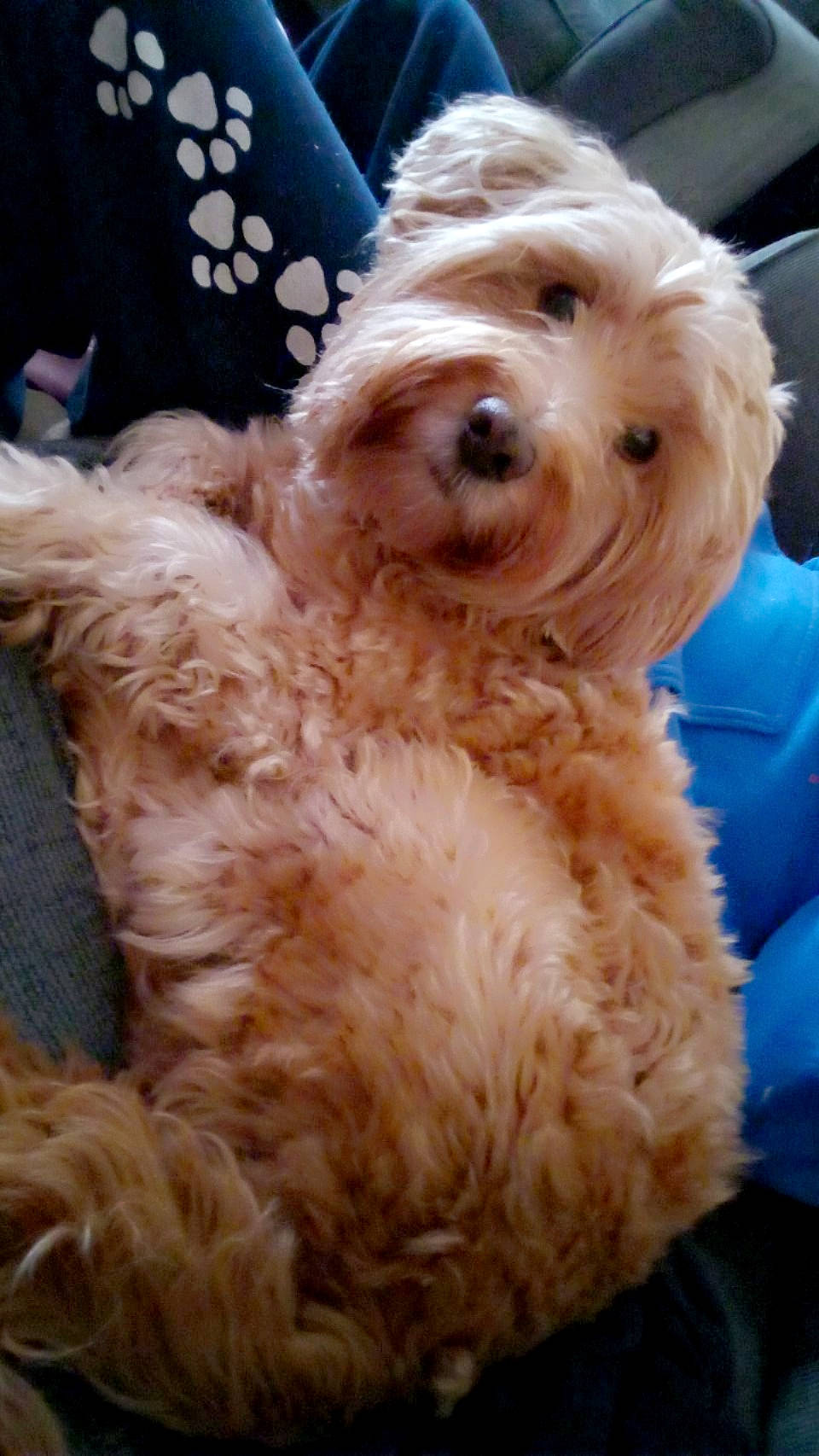 Thomas is registered to the contest to win money with this photo: canidae, carnivore, companion_dog, dog, dog_breed, dog_collar, dog_supply, fur, glasses, labradoodle, maltepoo, poodle, small_terrier, snout, sporting_group, sunglasses, terrier, toy_dog, working_animal, yorkipoo