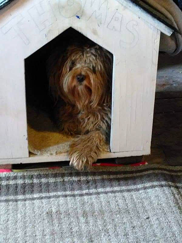 Thomas is registered to the contest to win money with this photo: canidae, carnivore, companion_dog, dog, dog_breed, dog_supply, flooring, fur, hardwood, liver, pet_supply, plank, rectangle, small_terrier, snout, sporting_group, terrier, toy_dog, wood, wood_stain