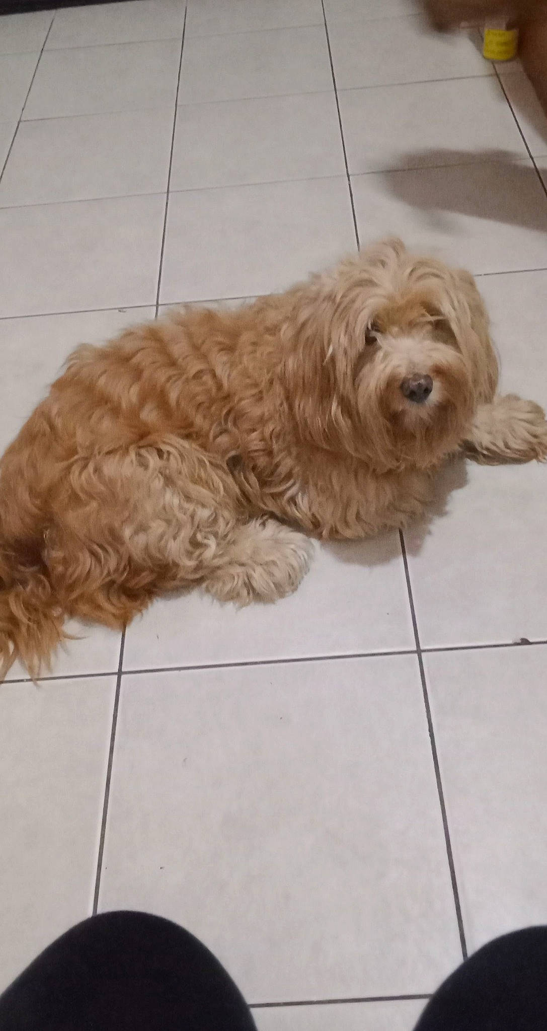 Thomas joined the competition — help win amazing prizes! canidae, carnivore, companion_dog, dog, dog_breed, flooring, fur, labradoodle, liver, maltepoo, pet_supply, poodle_crossbreed, small_terrier, snout, sporting_group, tail, terrier, toy_dog, water_dog, working_animal