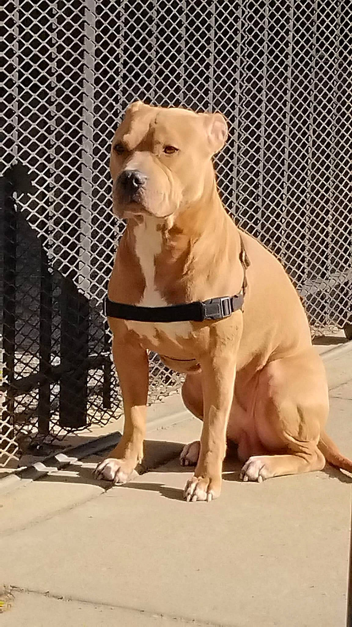 Freddy is registered to the contest to win money with this photo: ancient_dog_breeds, canidae, carnivore, collar, companion_dog, dog, dog_breed, dog_collar, dog_supply, fawn, fence, foot, mesh, ori_pei, pet_supply, snout, sporting_group, terrestrial_animal, working_animal, working_dog