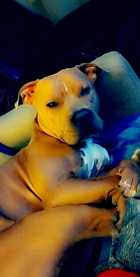 Freddy joined the competition — help win amazing prizes! ancient_dog_breeds, art, canidae, carnivore, companion_dog, dog, dog_breed, dog_supply, fawn, guard_dog, happy, non_sporting_group, painting, paw, puppy, puppy_love, snout, sporting_group, whiskers, working_animal