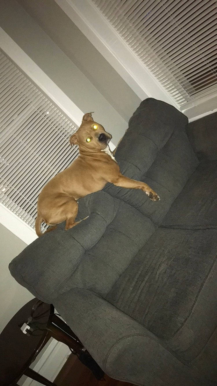 Freddy is registered to the contest to win money with this photo: brown, canidae, carnivore, club_chair, comfort, companion_dog, couch, dog, dog_breed, fawn, flooring, interior_design, room, sporting_group, tail, tints_and_shades, toy, toy_dog, wood, working_animal