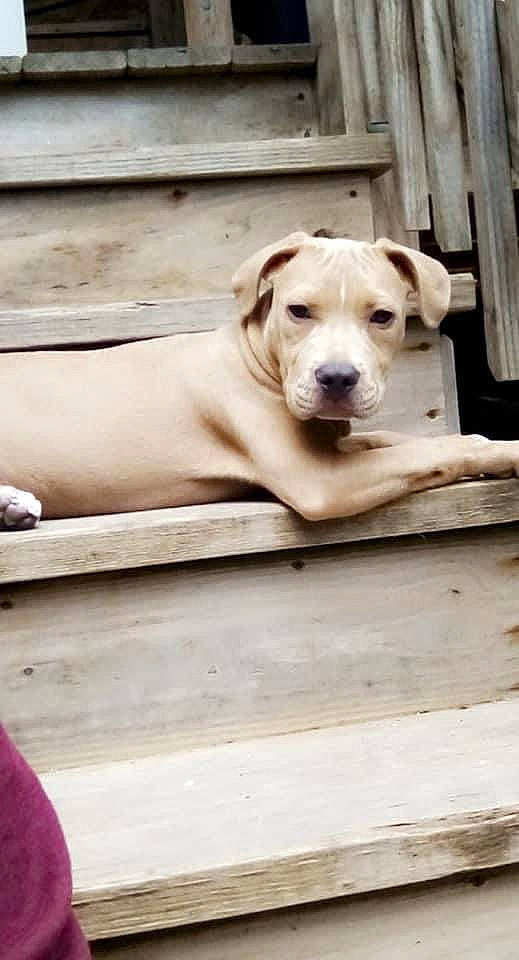 Freddy is registered to the contest to win money with this photo: carnivore, collar, companion_dog, dog, dog_breed, dog_collar, dog_supply, fawn, flooring, guard_dog, hardwood, pet_supply, plank, sitting, snout, sporting_group, street_dog, whiskers, wood, working_animal