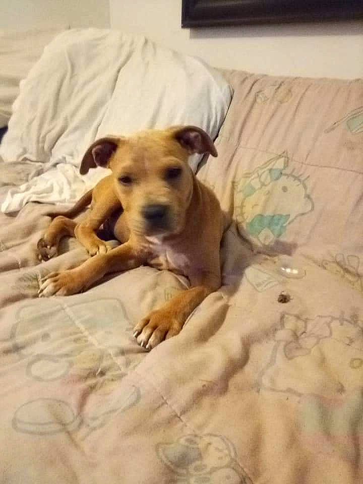 Freddy is registered to the contest to win money with this photo: bed, bedding, carnivore, comfort, companion_dog, dog, dog_breed, fawn, floor, flooring, hardwood, linens, paw, room, snout, tail, terrestrial_animal, toy_dog, wood, working_animal