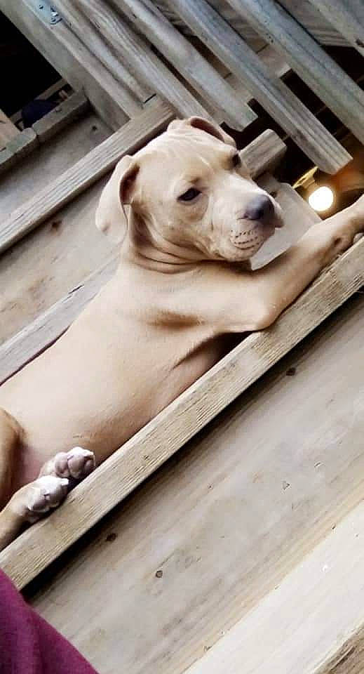 Freddy joined the competition — help win amazing prizes! canidae, carnivore, companion_dog, dog, dog_breed, fawn, flooring, hardwood, non_sporting_group, pet_supply, plank, snout, sporting_group, stairs, terrestrial_animal, whiskers, wood, working_animal