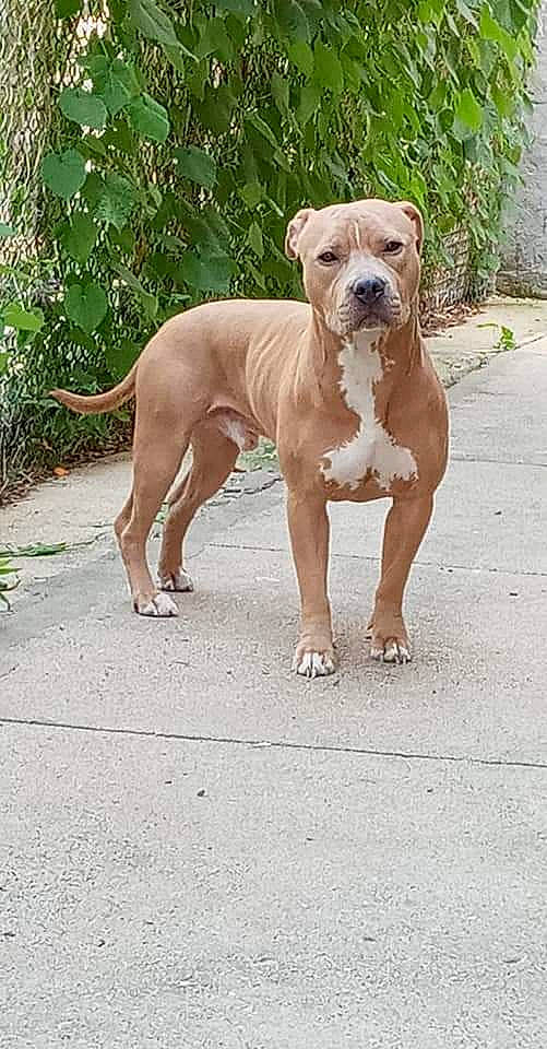 Freddy is registered to the contest to win money with this photo: art, canidae, carnivore, collar, companion_dog, dog, dog_breed, dog_collar, dog_supply, fawn, liver, paw, pet_supply, plant, road_surface, sporting_group, tail, terrestrial_animal, working_animal, working_dog