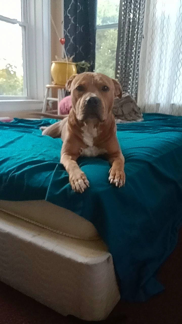 Freddy is registered to the contest to win money with this photo: canidae, carnivore, comfort, companion_dog, curtain, dog, dog_breed, dog_supply, fawn, flooring, hardwood, linens, liver, non_sporting_group, room, sporting_group, window, wood, working_animal