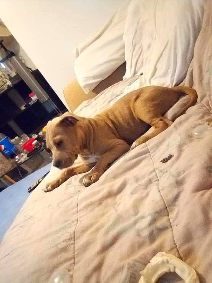 Freddy is registered to the contest to win money with this photo: bedding, canidae, carnivore, comfort, companion_dog, dog, dog_breed, duvet, fawn, flooring, fur, hardwood, linens, liver, room, sporting_group, terrestrial_animal, whiskers, wood, working_animal