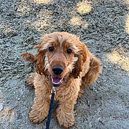Alpha participe au concours pour gagner de l'argent avec cette photo : dog, golden_brown, fluffy_fur, happy, smiling, leash, outdoor, dirt_ground, sitting, pet, canine, fur, animal, sunlight, shadow, nature, close_up, friendly, portrait, playful