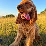 Alpha participe au concours pour gagner de l'argent avec cette photo : dog, golden, long_ears, tongue_out, grass, meadow, sunlight, blue_sky, happy, pet, nature, outdoor, animal, fur, canine, summer, daylight, field, close_up, playful