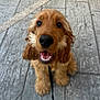 Alpha participe au concours pour gagner de l'argent avec cette photo : dog, puppy, golden_brown, floppy_ears, leash, smiling, sitting, outdoor, pavement, stone_floor, pet, canine, close_up, cute, animal, happy, young_dog, looking_up, friendly, adorable