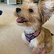 Simba is registered to the contest to win money with this photo: dog, canine, pet, indoor, carpet, bandana, patriotic, fur, tongue, ears, happy, small_dog, foot, toenail_paint, living_room, furniture, home, animal, cute, companion
