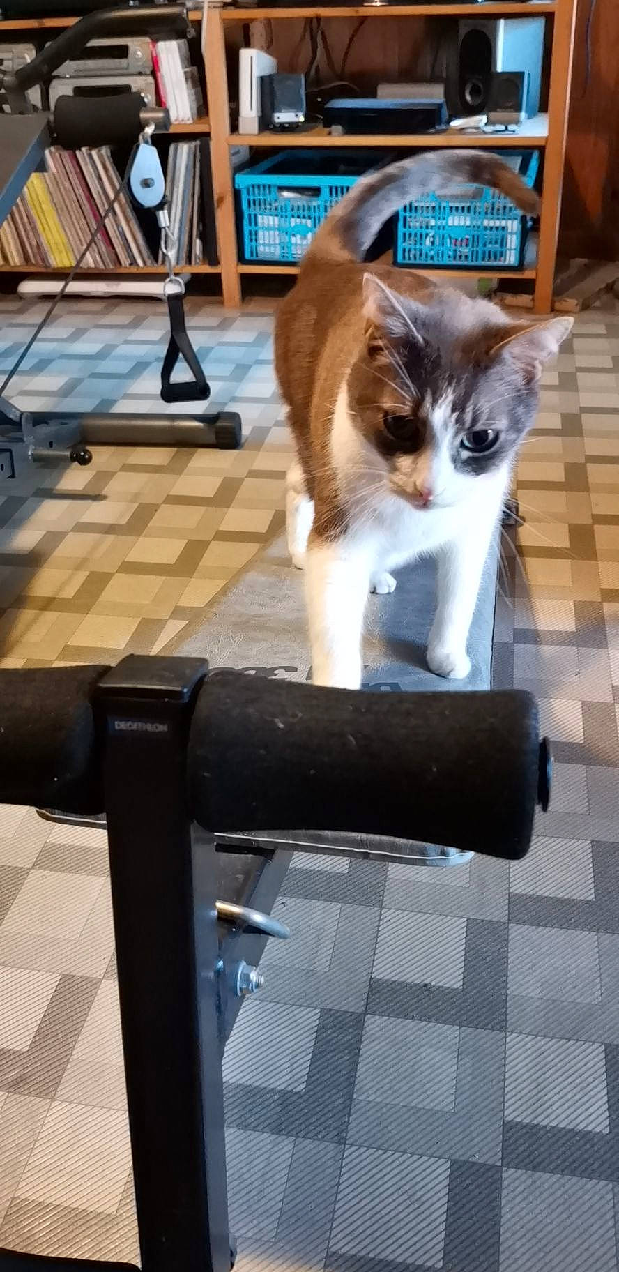 Cannabis a rejoint le concours — aidez-le/la à gagner de superbes lots ! aegean_cat, carnivore, cat, domestic_short_haired_cat, felidae, furniture, kitten, small_to_medium_sized_cats, table, tail, whiskers