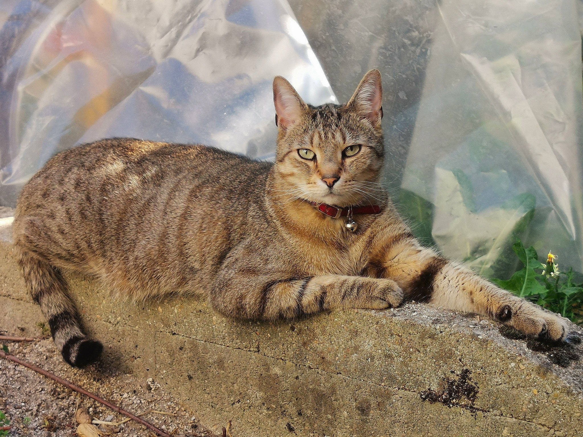 Lucky a rejoint le concours — aidez-le/la à gagner de superbes lots ! arabian_mau, asian, australian_mist, california_spangled, carnivore, cat, domestic_short_haired_cat, dragon_li, european_shorthair, eye, felidae, mammal, pixie_bob, small_to_medium_sized_cats, snout, tabby_cat, terrestrial_animal, vertebrate, whiskers, wild_cat