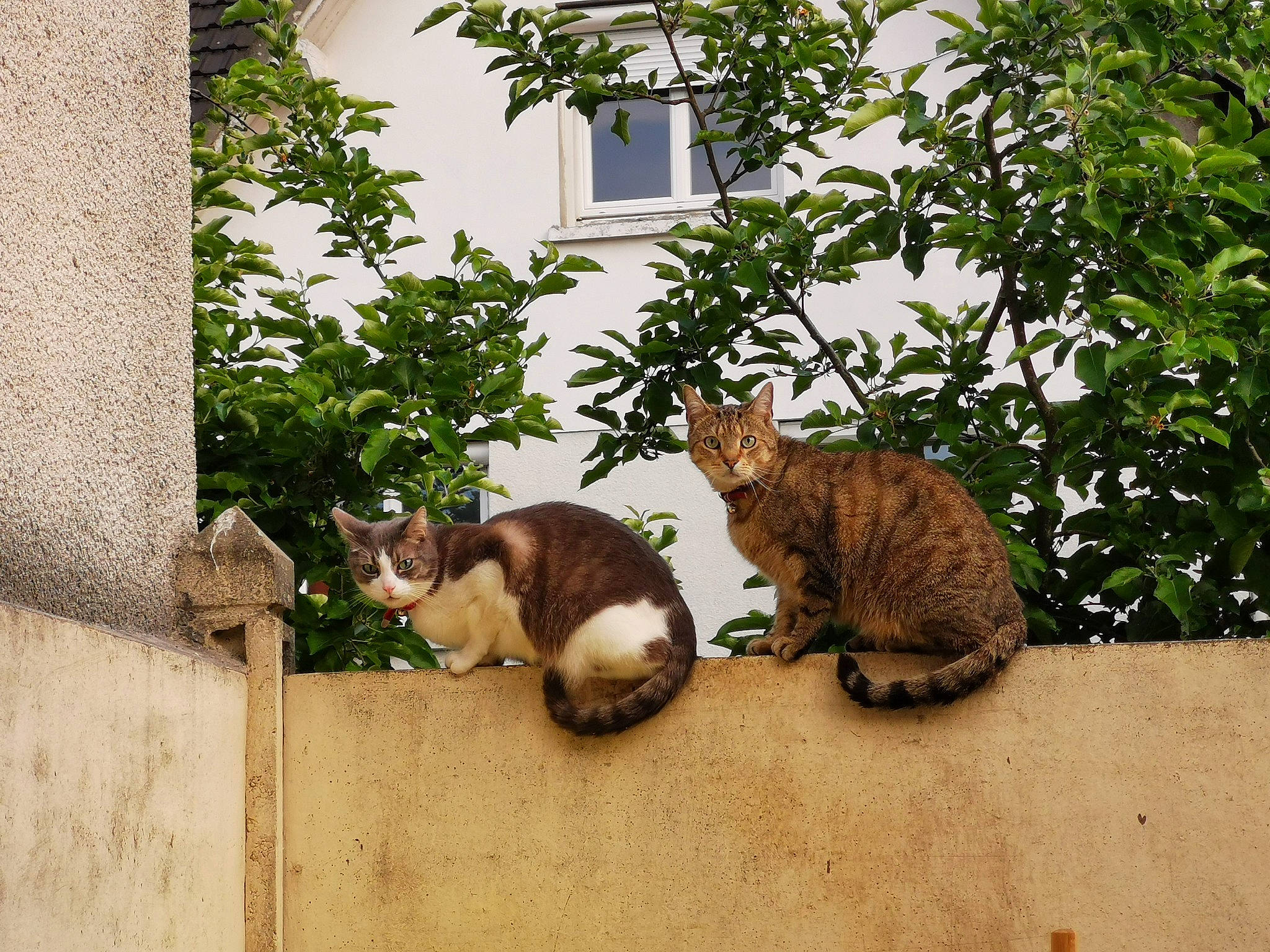 Lucky a rejoint le concours — aidez-le/la à gagner de superbes lots ! aegean_cat, botany, carnivore, cat, domestic_short_haired_cat, european_shorthair, felidae, fur, grass, home, house, organism, plant, polydactyl_cat, shrub, small_to_medium_sized_cats, tabby_cat, tail, tree, whiskers