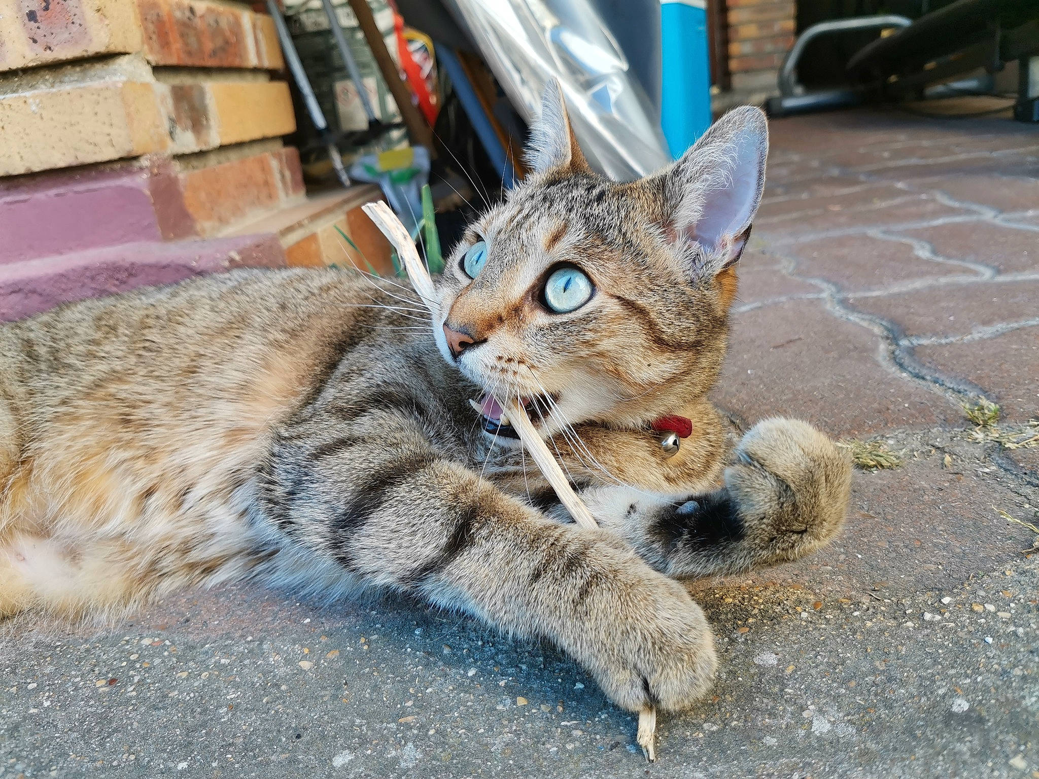 Lucky participe au concours pour gagner de l'argent avec cette photo : aegean_cat, arabian_mau, asian, california_spangled, carnivore, cat, domestic_short_haired_cat, dragon_li, egyptian_mau, european_shorthair, eye, felidae, kitten, mammal, pixie_bob, small_to_medium_sized_cats, snout, tabby_cat, whiskers, wild_cat