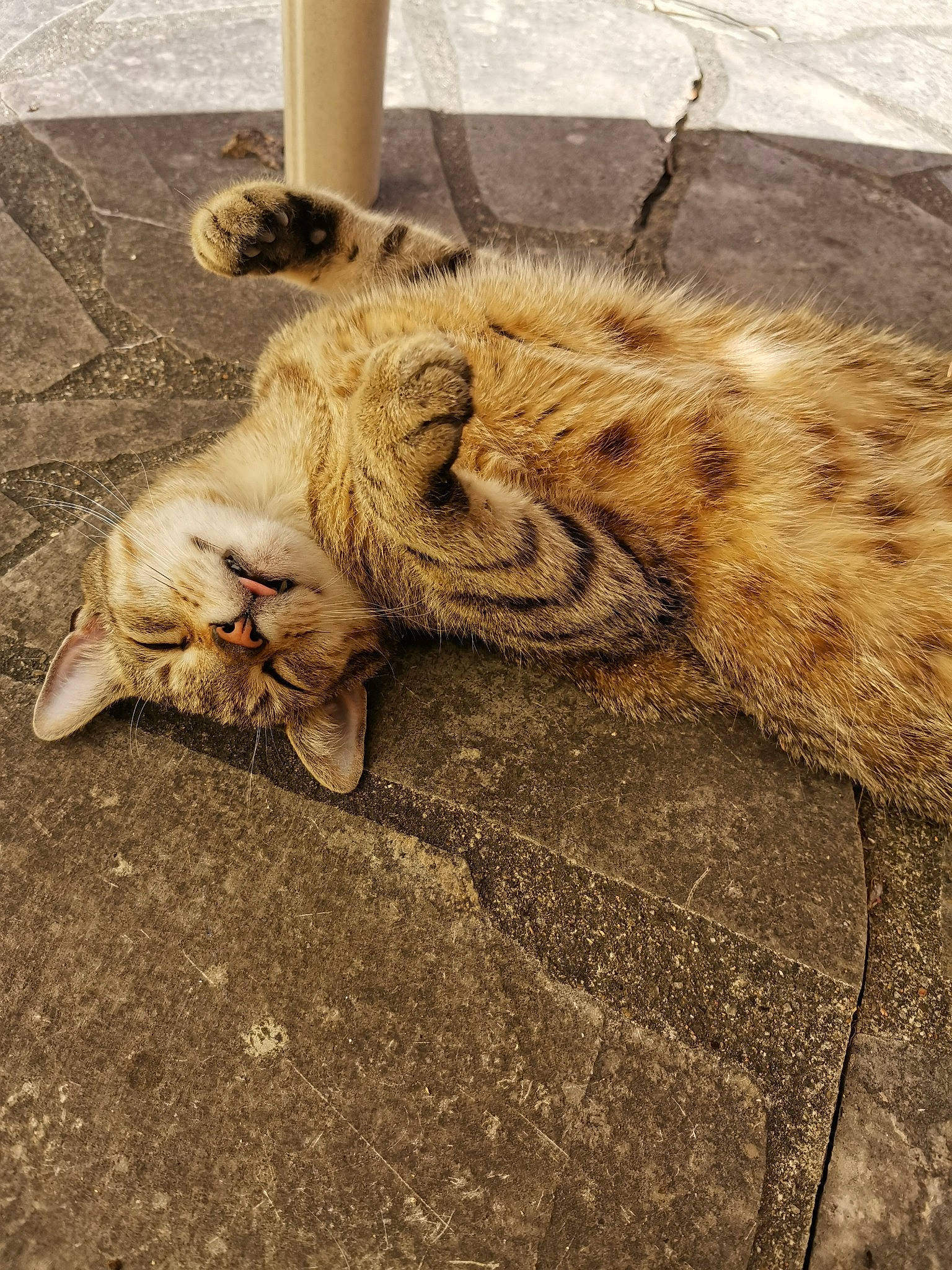 Lucky participe au concours pour gagner de l'argent avec cette photo : carnivore, cat, claw, european_shorthair, felidae, fur, kitten, organism, paw, sand, sleep, small_to_medium_sized_cats, snout, tabby_cat, whiskers, wild_cat