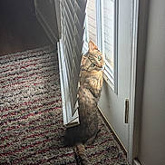 Kee Kee is registered to the contest to win money with this photo: blinds, cat, curious, domestic, door, feline, floor, green_eyes, home, indoor, light, pet, rug, sitting, striped_rug, sunlight, tabby, tail, wall, window
