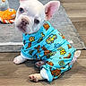 puppy, dog, french_bulldog, clothing, onesie, blue, indoor, floor, toy, plush_toy, curious, pet, sitting, cute, head_tilt, ears, animal, young, wooden_floor, playful
