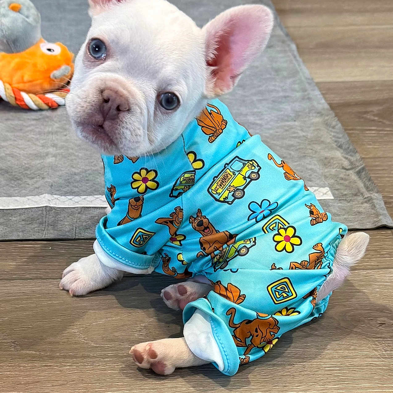 Saint is registered to the contest to win money with this photo: puppy, dog, french_bulldog, clothing, onesie, blue, indoor, floor, toy, plush_toy, curious, pet, sitting, cute, head_tilt, ears, animal, young, wooden_floor, playful