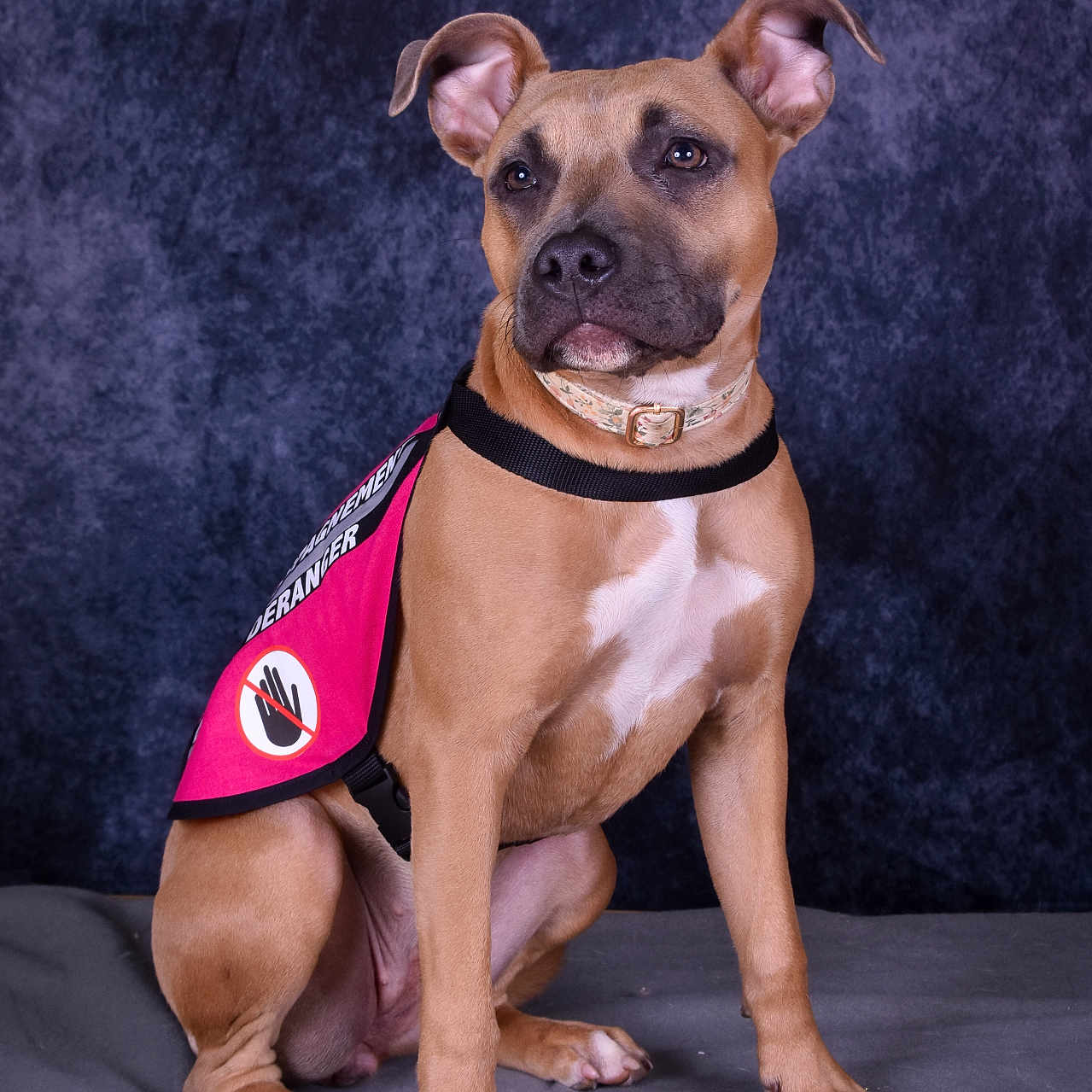 Perle a rejoint le concours — aidez-le/la à gagner de superbes lots ! accessories, animal, bodypart, boxer, bulldog, canine, dog, finger, frenchbulldog, hand, harness, hound, leash, person, pet, pitbull, policedog, puppy, snout, strap