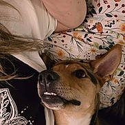 Anya joined the competition — help win amazing prizes! dog, pet, lying_down, close_up, person, pillow, floral_pattern, ear, nose, fur, mouth, teeth, indoor, casual_clothing, hair, resting, companion, cute, brown_fur, black_fur