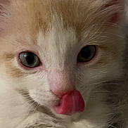 Junior is registered to the contest to win money with this photo: adorable, animal, cat, close_up, cozy, cute, eyes, face, fluffy, fur, indoor, kitten, nose, orange_and_white, pet, playful, soft, tongue_out, whiskers, young