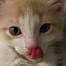 adorable, animal, cat, close_up, cozy, cute, eyes, face, fluffy, fur, indoor, kitten, nose, orange_and_white, pet, playful, soft, tongue_out, whiskers, young