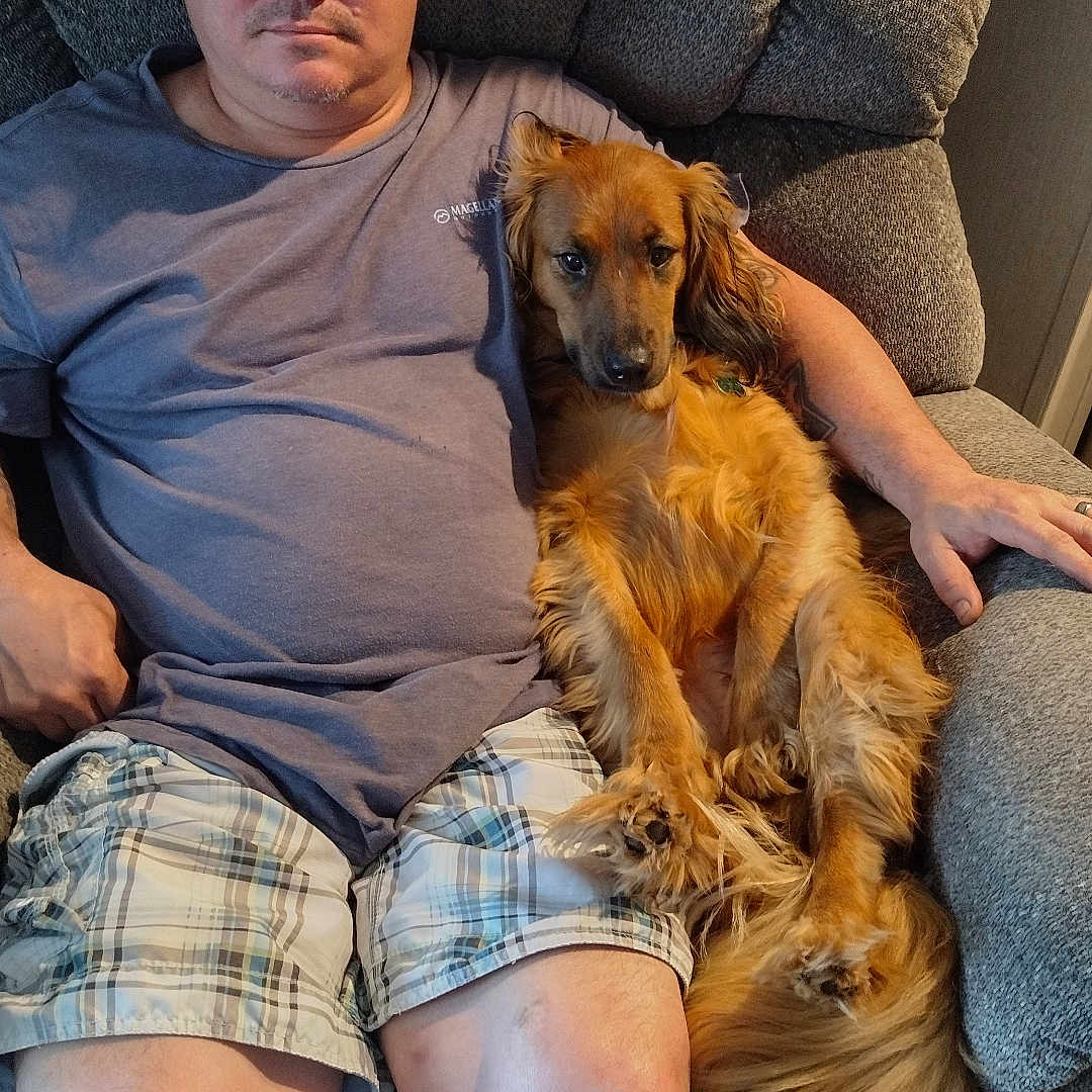 Bella joined the competition — help win amazing prizes! adult, animal, armchair, canine, chair, clothing, couch, dog, face, furniture, head, homedecor, hound, male, man, person, pet, photography, portrait, shorts