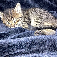 Loki Alexander is registered to the contest to win money with this photo: kitten, cat, sleeping, tabby, fur, paws, paw_pads, ears, whiskers, closed_eyes, curled_up, resting, blanket, fabric, indoor, cozy, cute, animal, pet, closeup