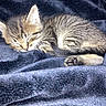 kitten, cat, sleeping, tabby, fur, paws, paw_pads, ears, whiskers, closed_eyes, curled_up, resting, blanket, fabric, indoor, cozy, cute, animal, pet, closeup