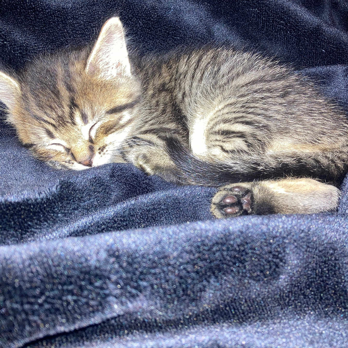 Loki Alexander is registered to the contest to win money with this photo: kitten, cat, sleeping, tabby, fur, paws, paw_pads, ears, whiskers, closed_eyes, curled_up, resting, blanket, fabric, indoor, cozy, cute, animal, pet, closeup