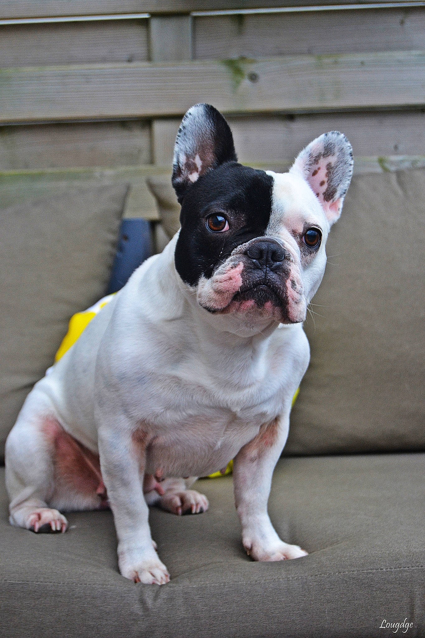 Molly