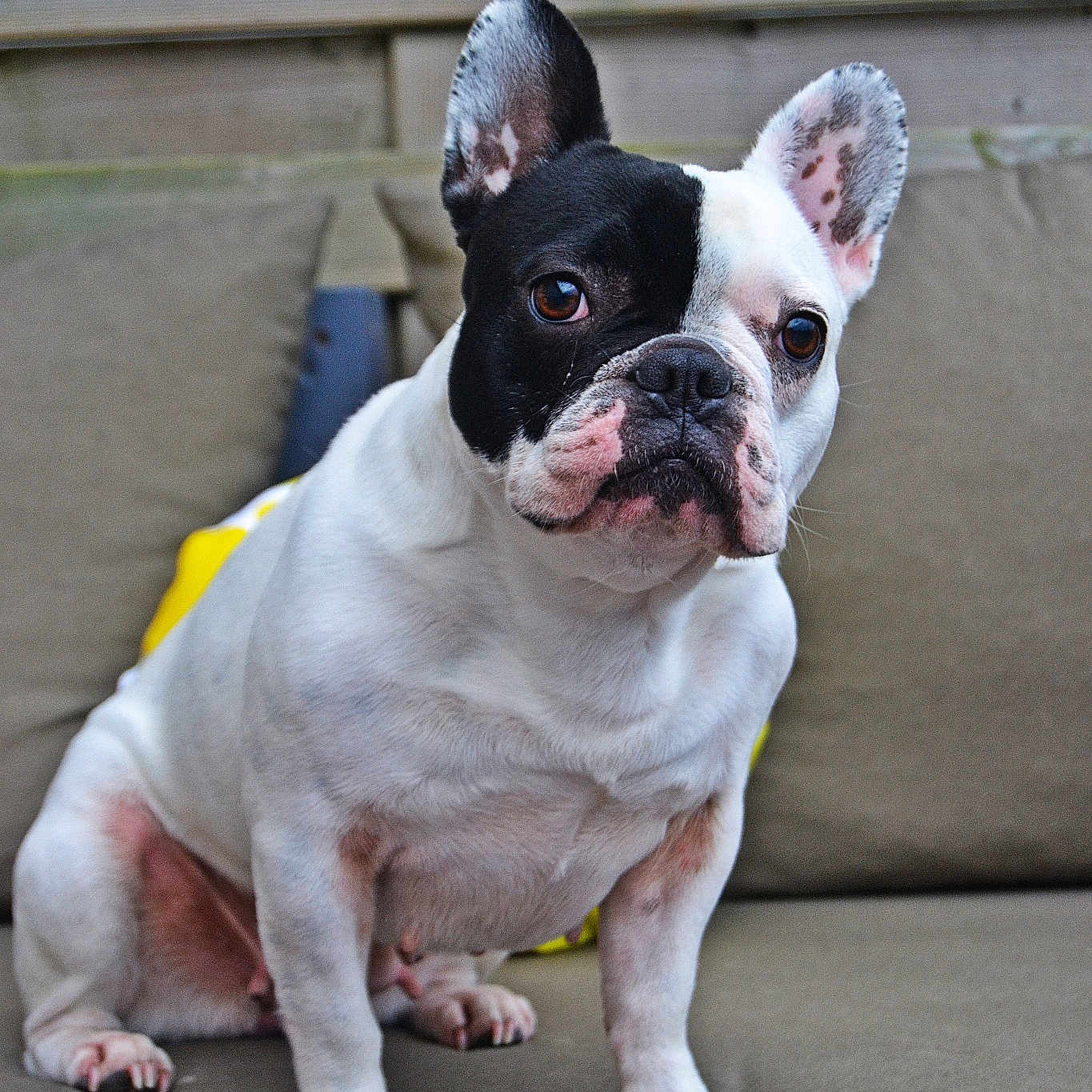 Molly