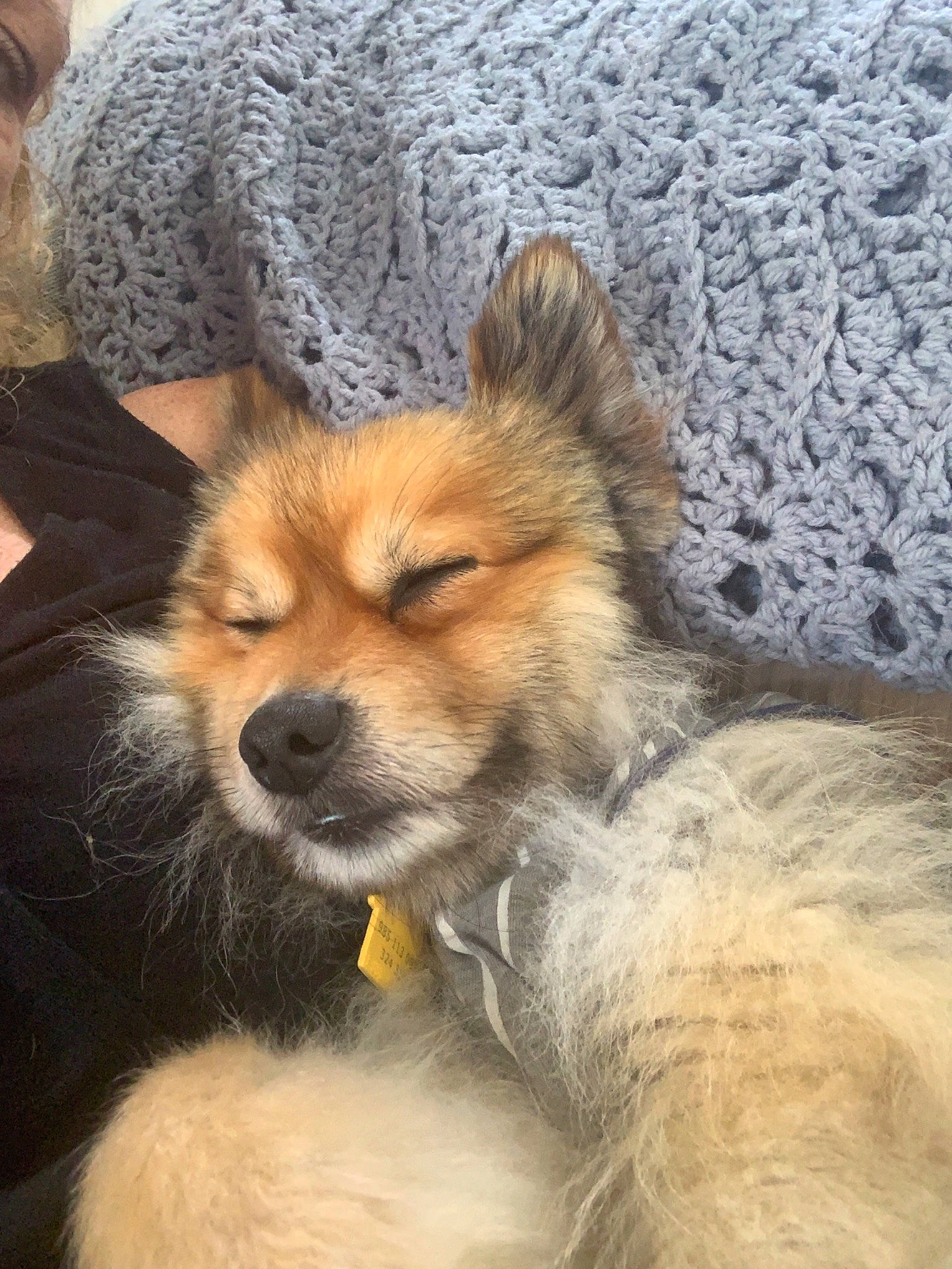 Lucky is registered to the contest to win money with this photo: canidae, carnivore, companion_dog, dog, dog_breed, elo, eurasier, german_spitz, german_spitz_mittel, icelandic_sheepdog, mammal, pomeranian, puppy, rare_breed_dog, snout, spitz, vertebrate