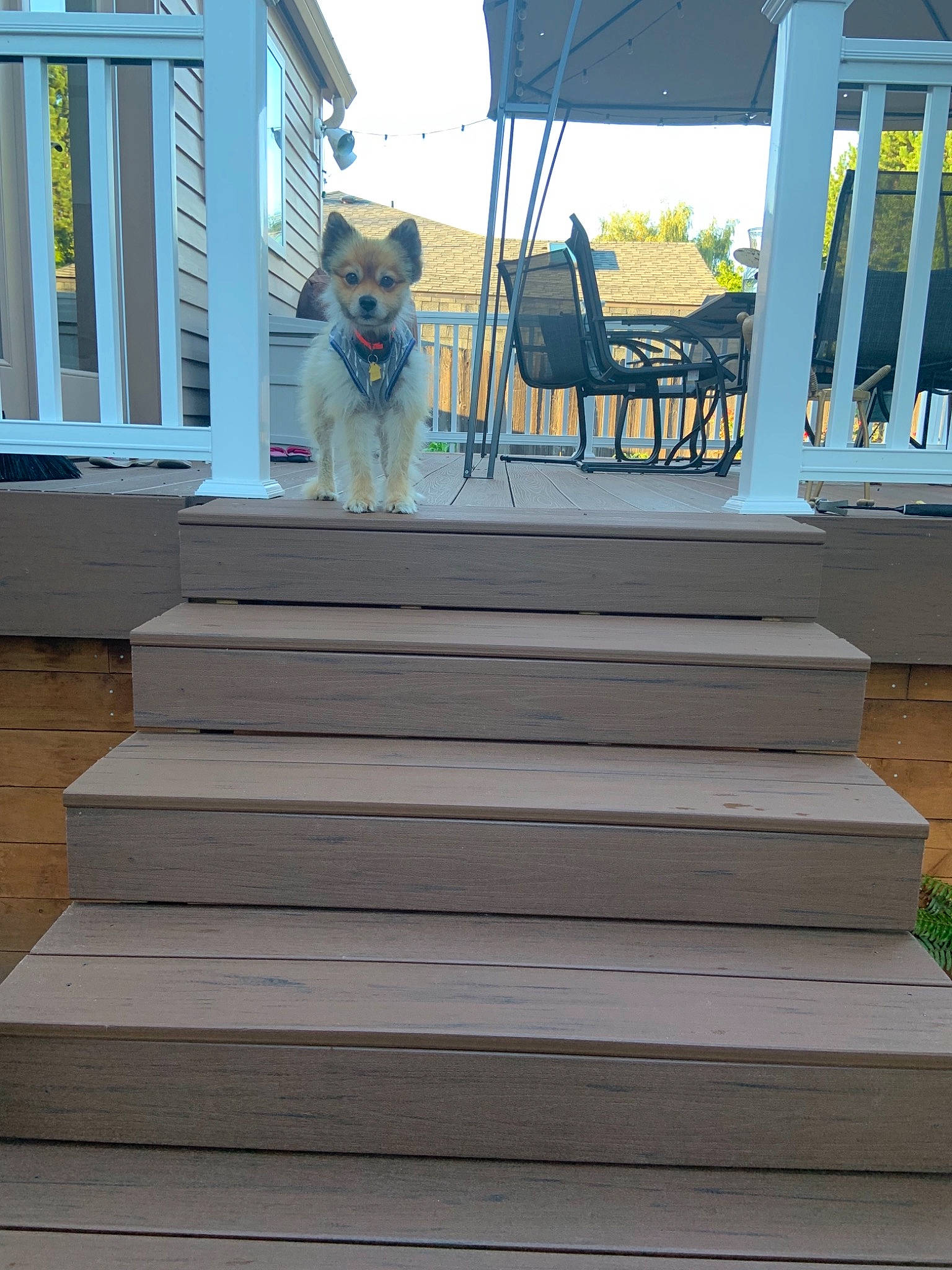 Lucky is registered to the contest to win money with this photo: canidae, companion_dog, deck, dog, dog_breed, fawn, floor, flooring, hardwood, home, house, outdoor_structure, porch, sporting_group, stairs, walkway, wood