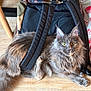 Shelby participe au concours pour gagner de l'argent avec cette photo : backpack, bag_strap, camouflage, cat, cozy, curtain, ears, fluffy, fur, furniture_leg, golden_eyes, home, indoor, long_hair, looking_up, pet, portrait, sitting, whiskers, wood_floor